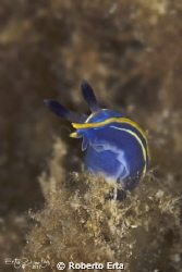 Nudibranch Villafranca by Roberto Erta 